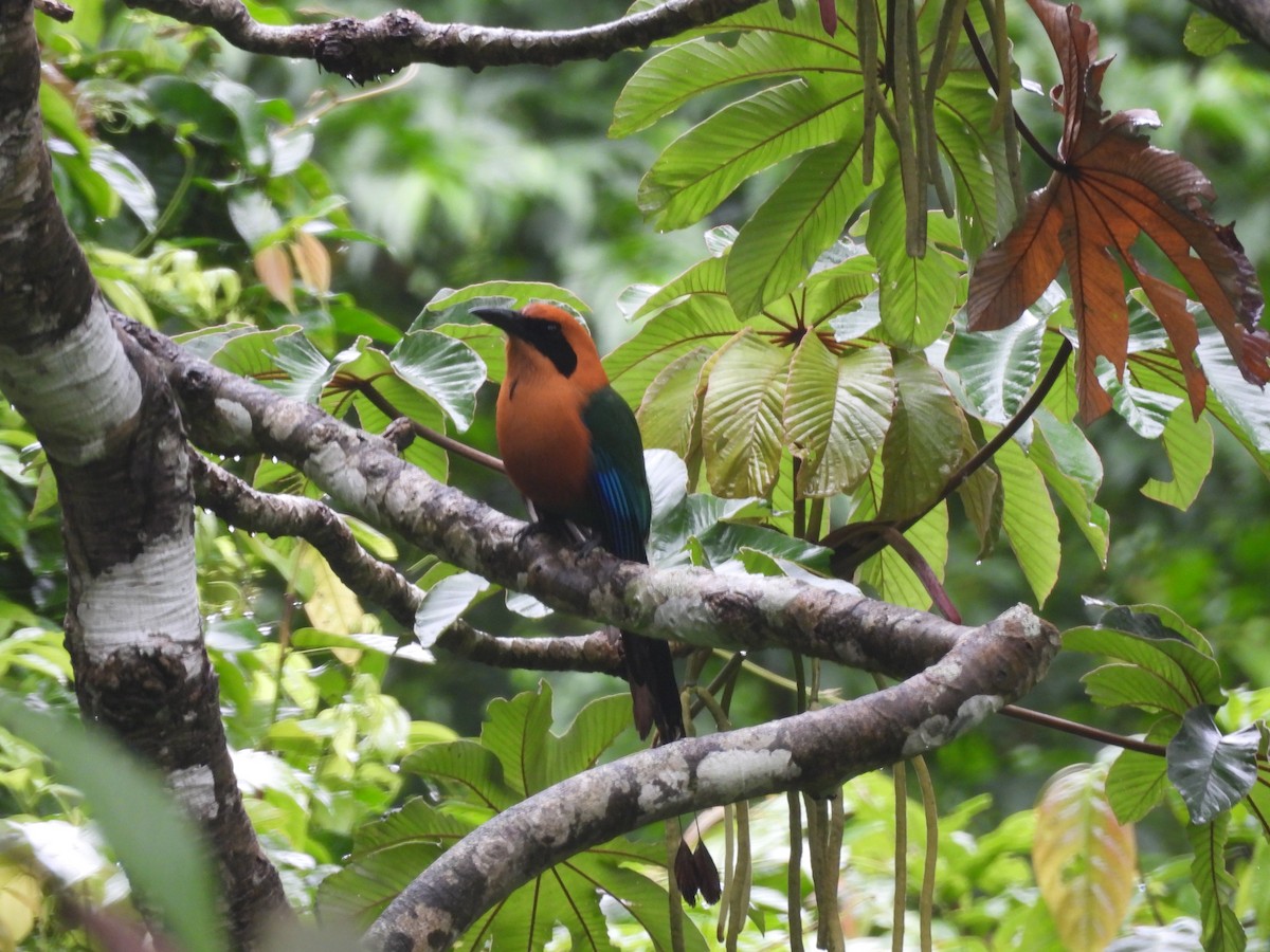 kanelmotmot - ML620423096