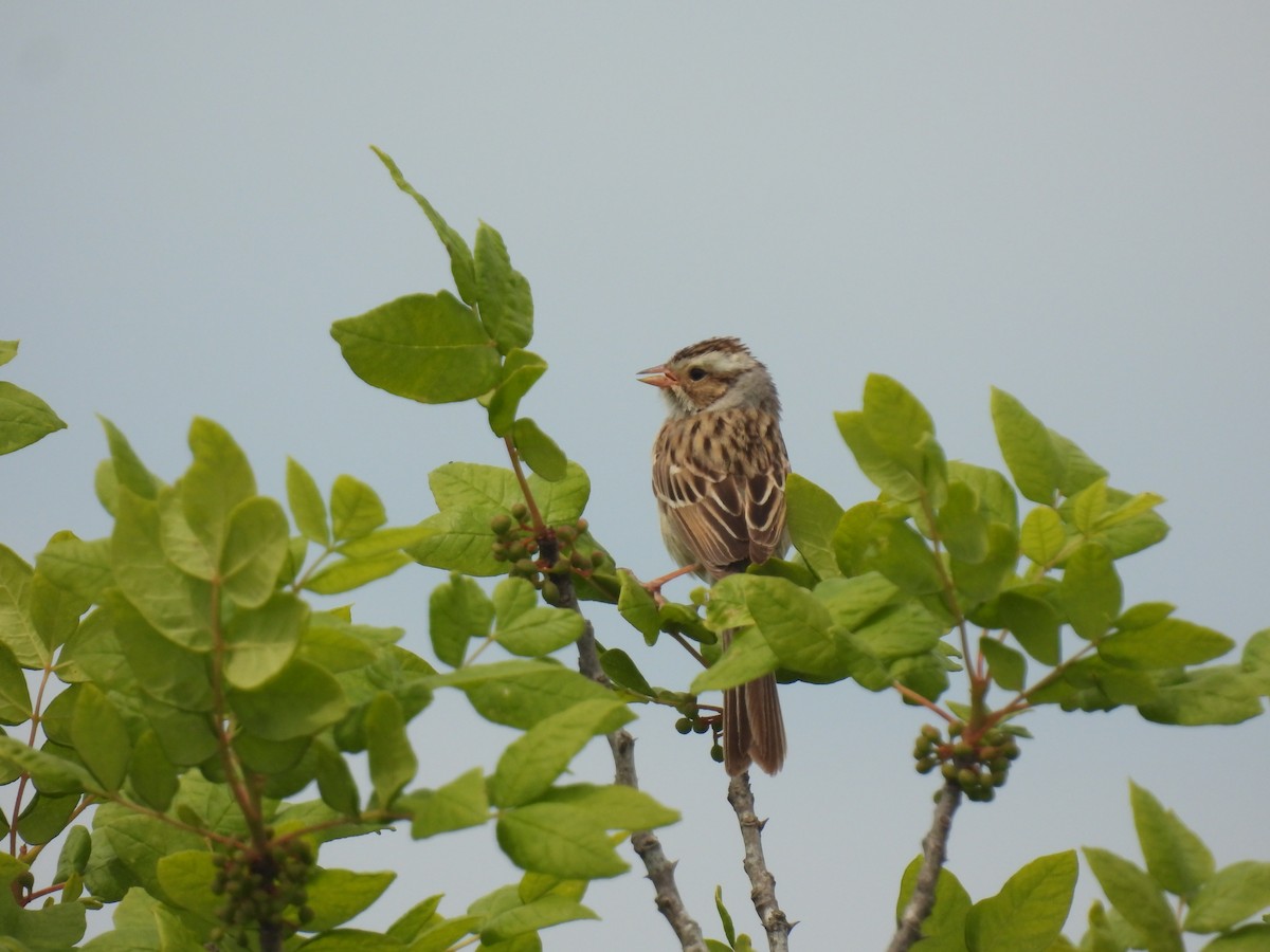 Clay-colored Sparrow - ML620423097