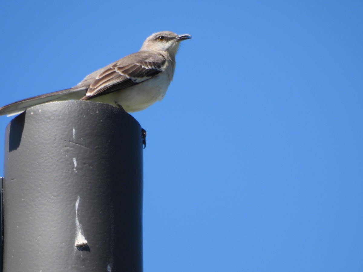 Northern Mockingbird - ML620423099