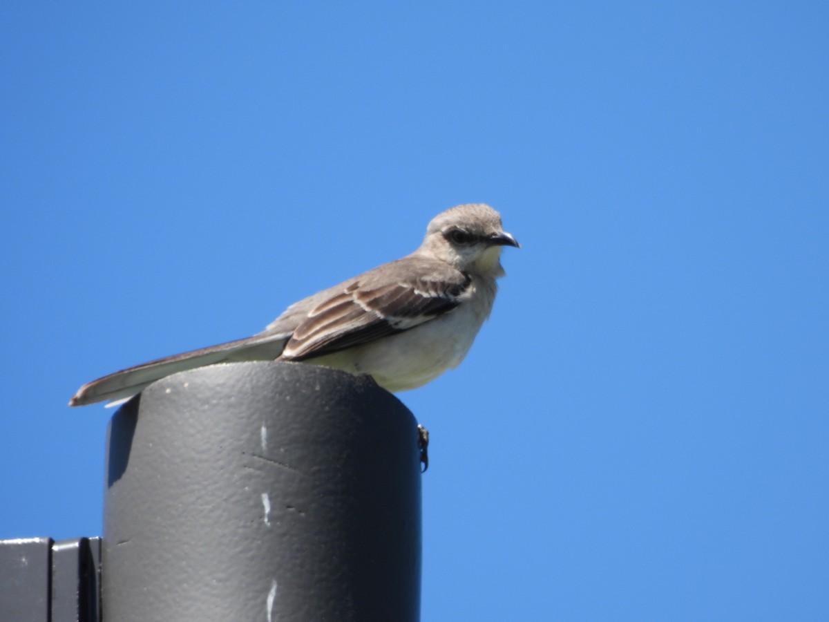 Northern Mockingbird - ML620423100