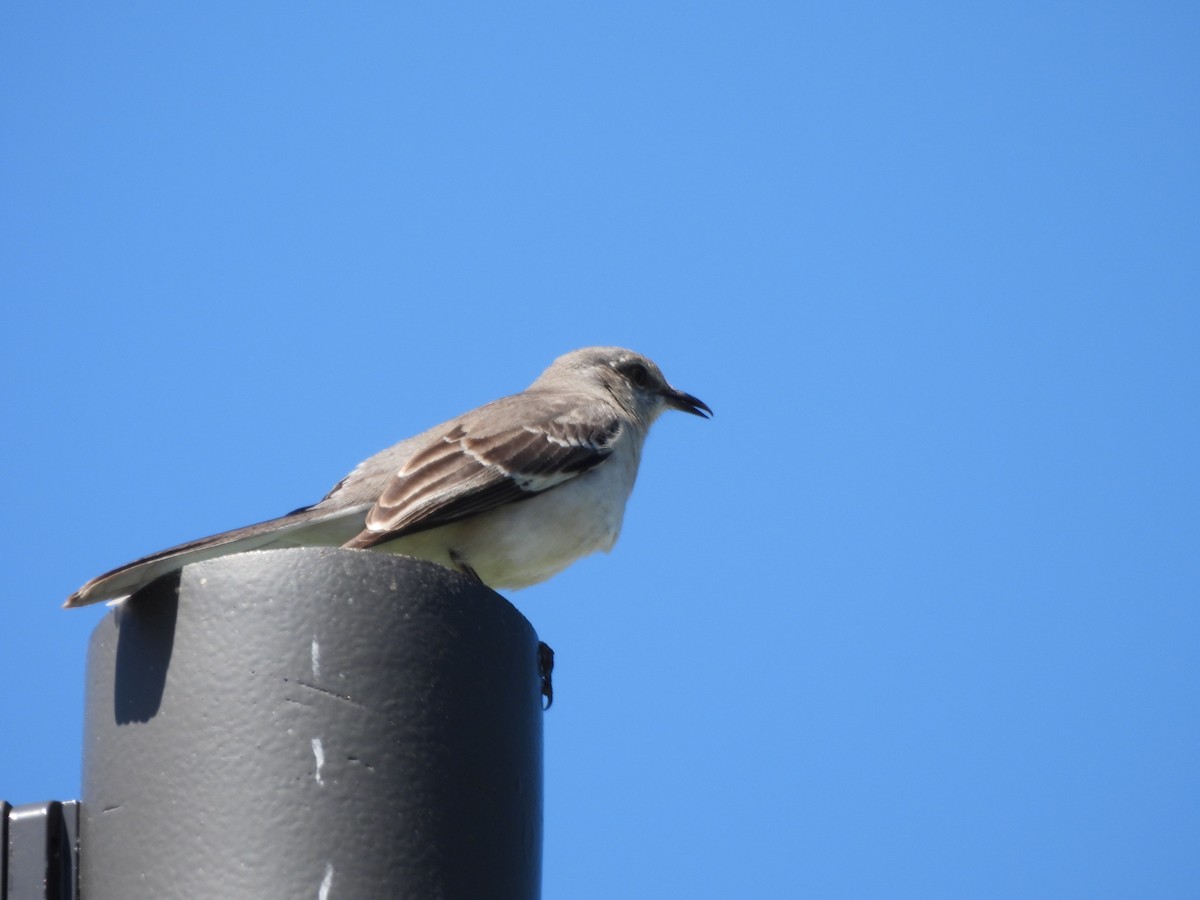 Northern Mockingbird - ML620423102