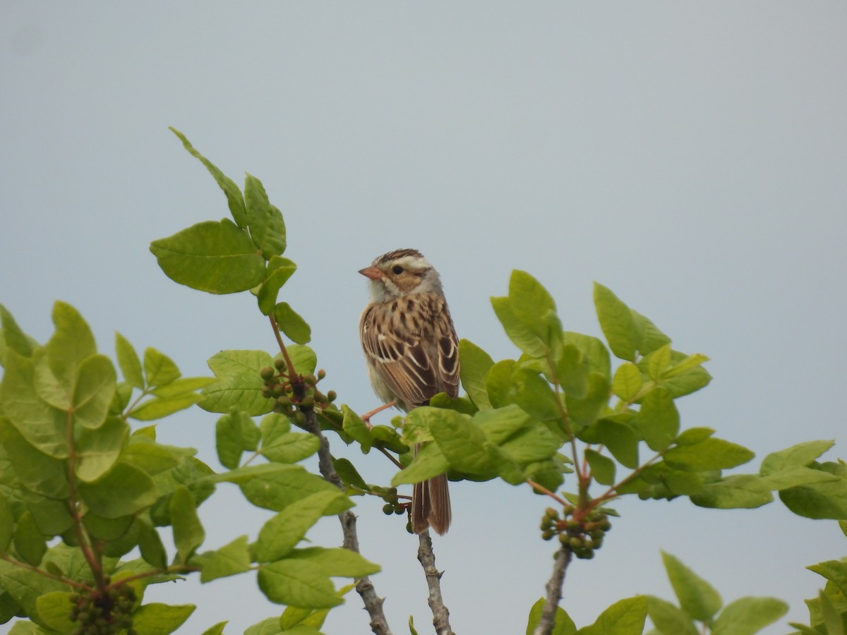 Clay-colored Sparrow - ML620423104