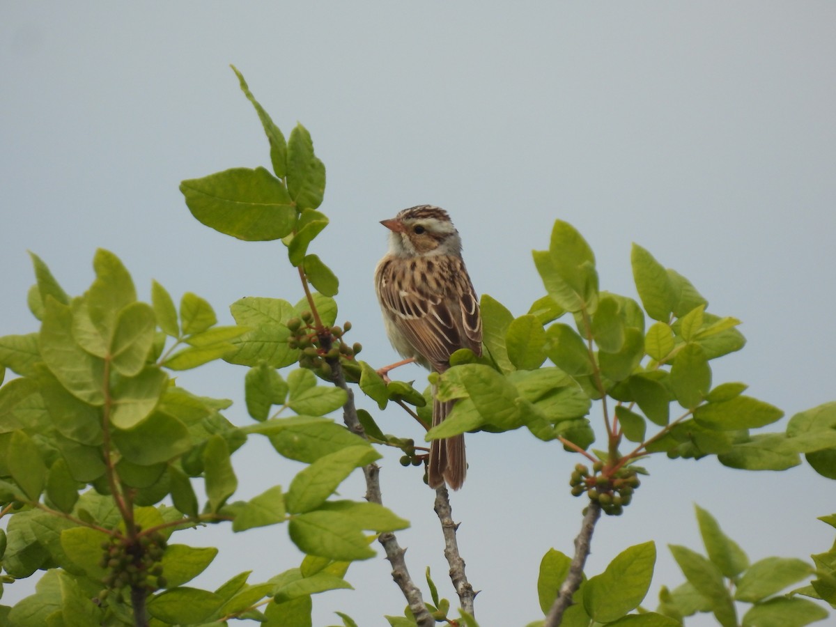 Clay-colored Sparrow - ML620423105