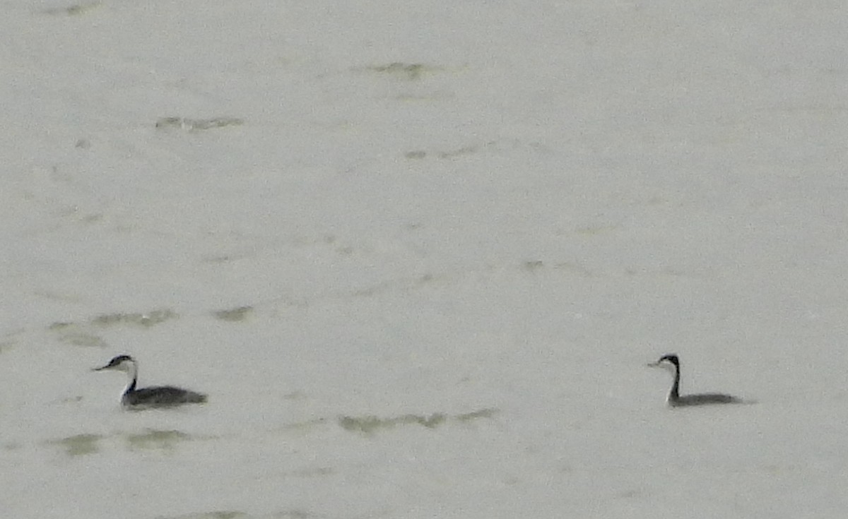 Western Grebe - ML620423106