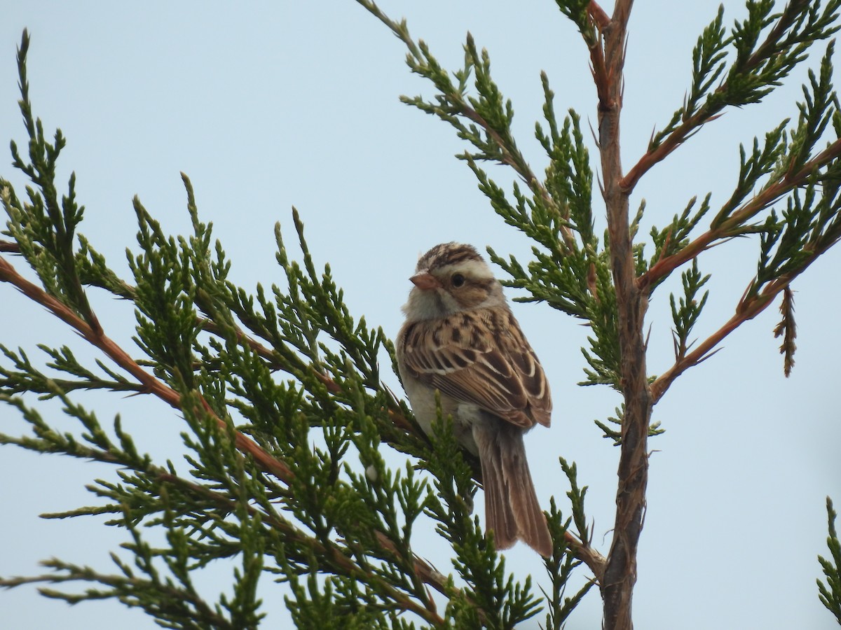 Clay-colored Sparrow - ML620423107