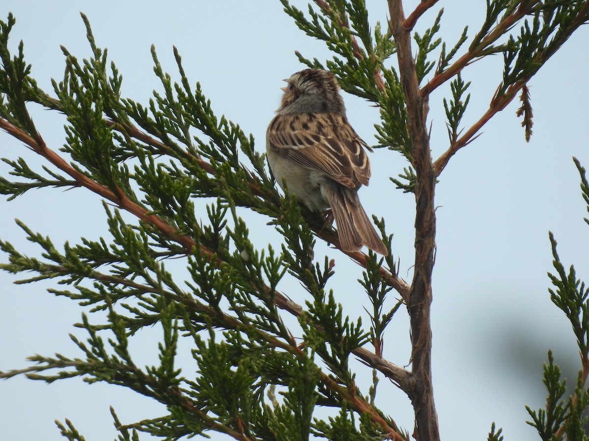 Clay-colored Sparrow - ML620423108