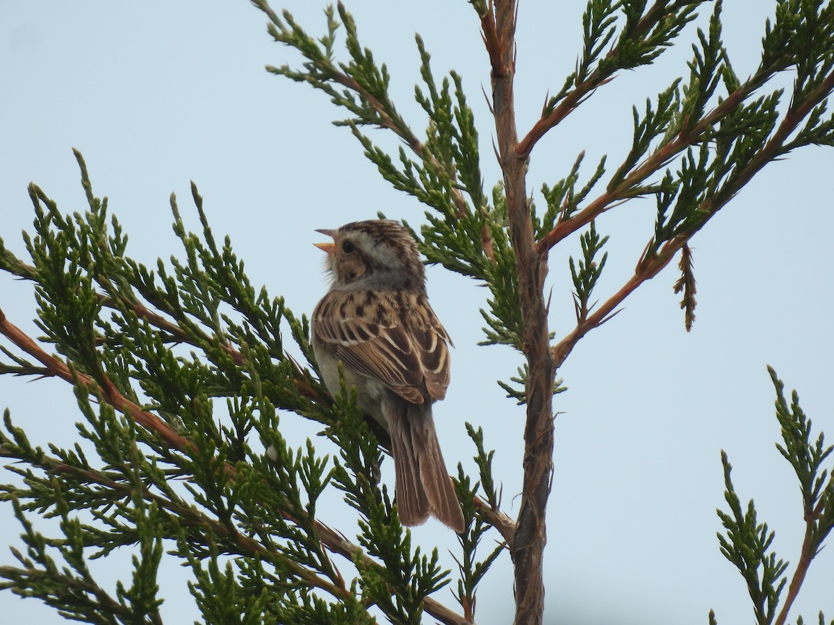 Clay-colored Sparrow - ML620423109