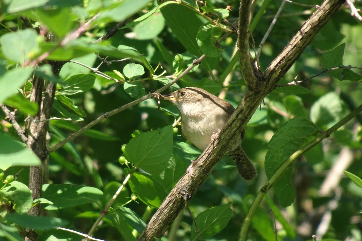 Chochín Criollo - ML620423112