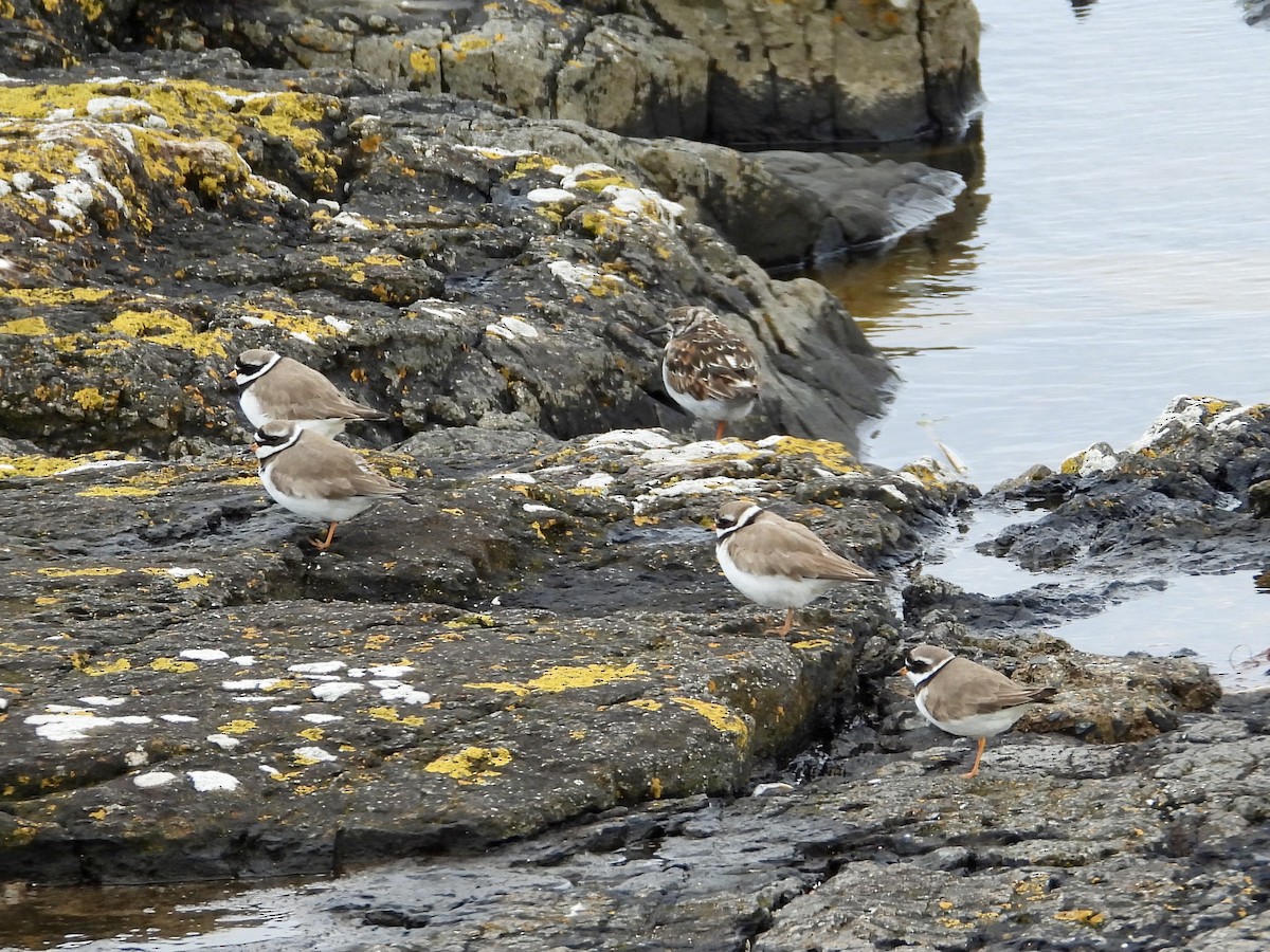 Common Ringed Plover - ML620423113