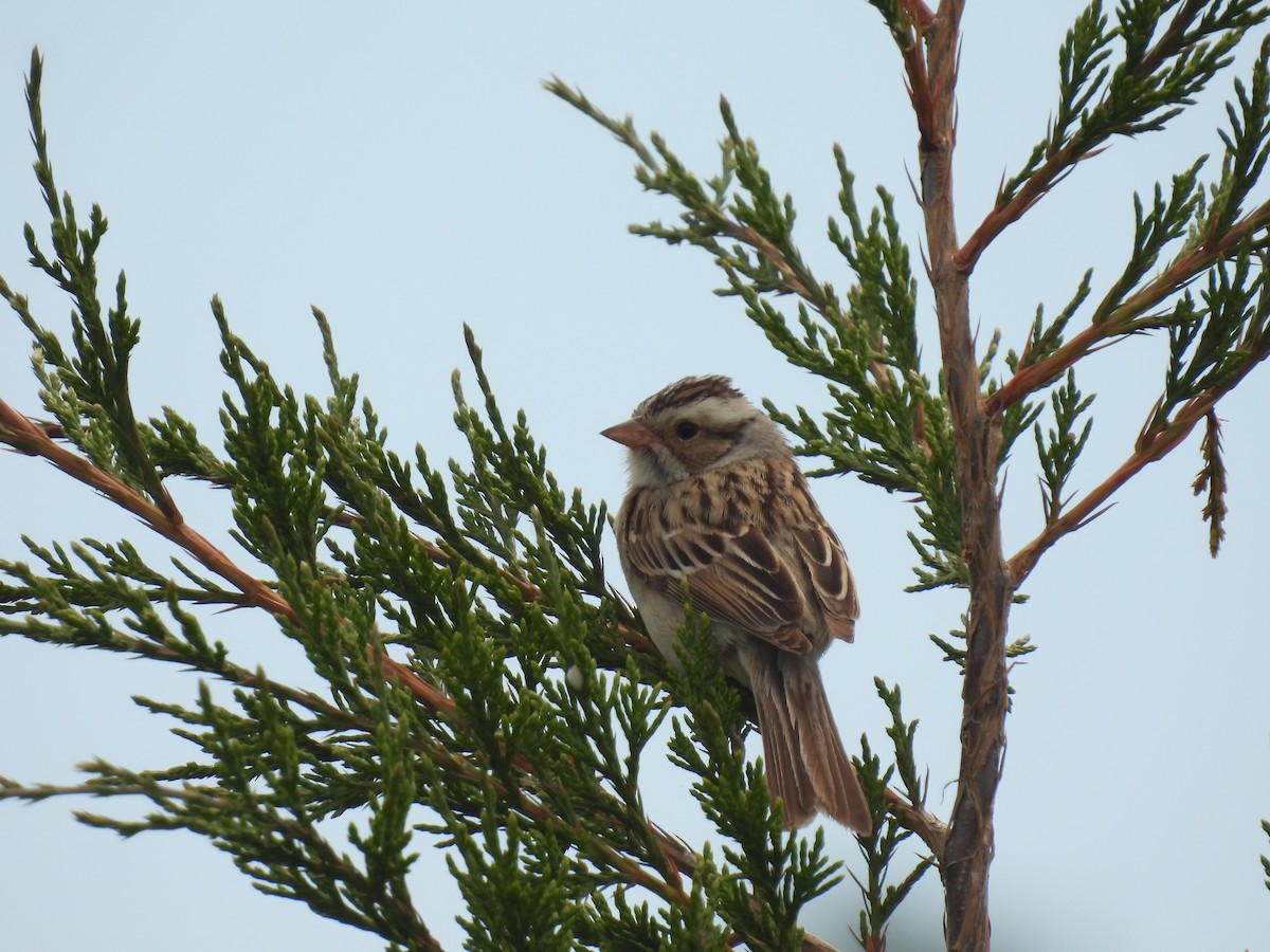 Clay-colored Sparrow - ML620423114