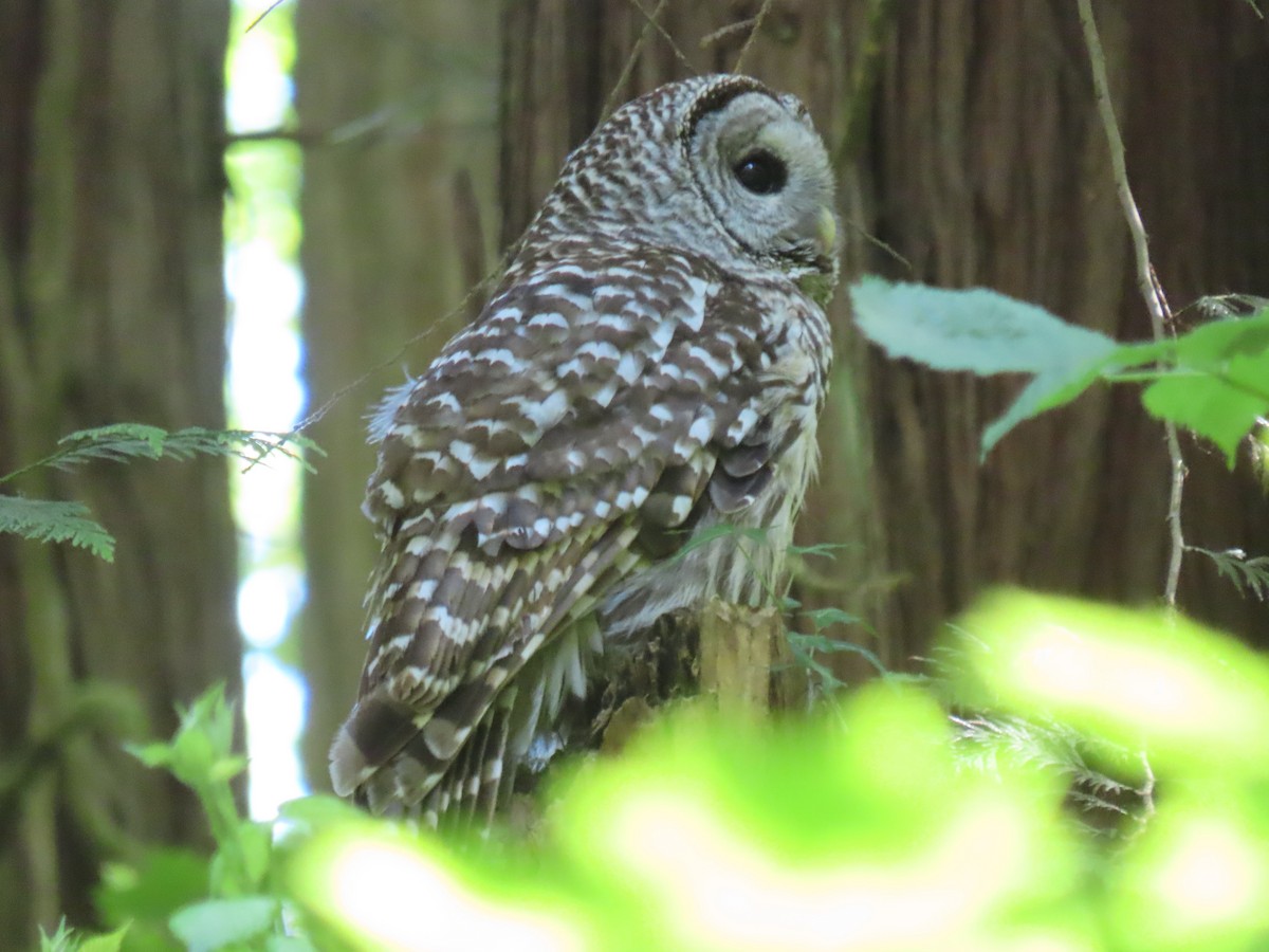 Barred Owl - ML620423121