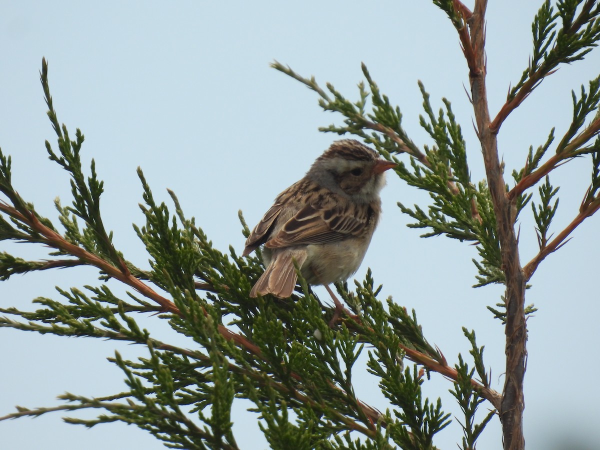 Clay-colored Sparrow - ML620423123