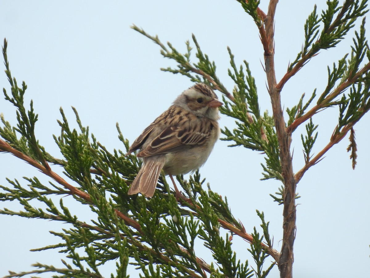 Clay-colored Sparrow - ML620423125