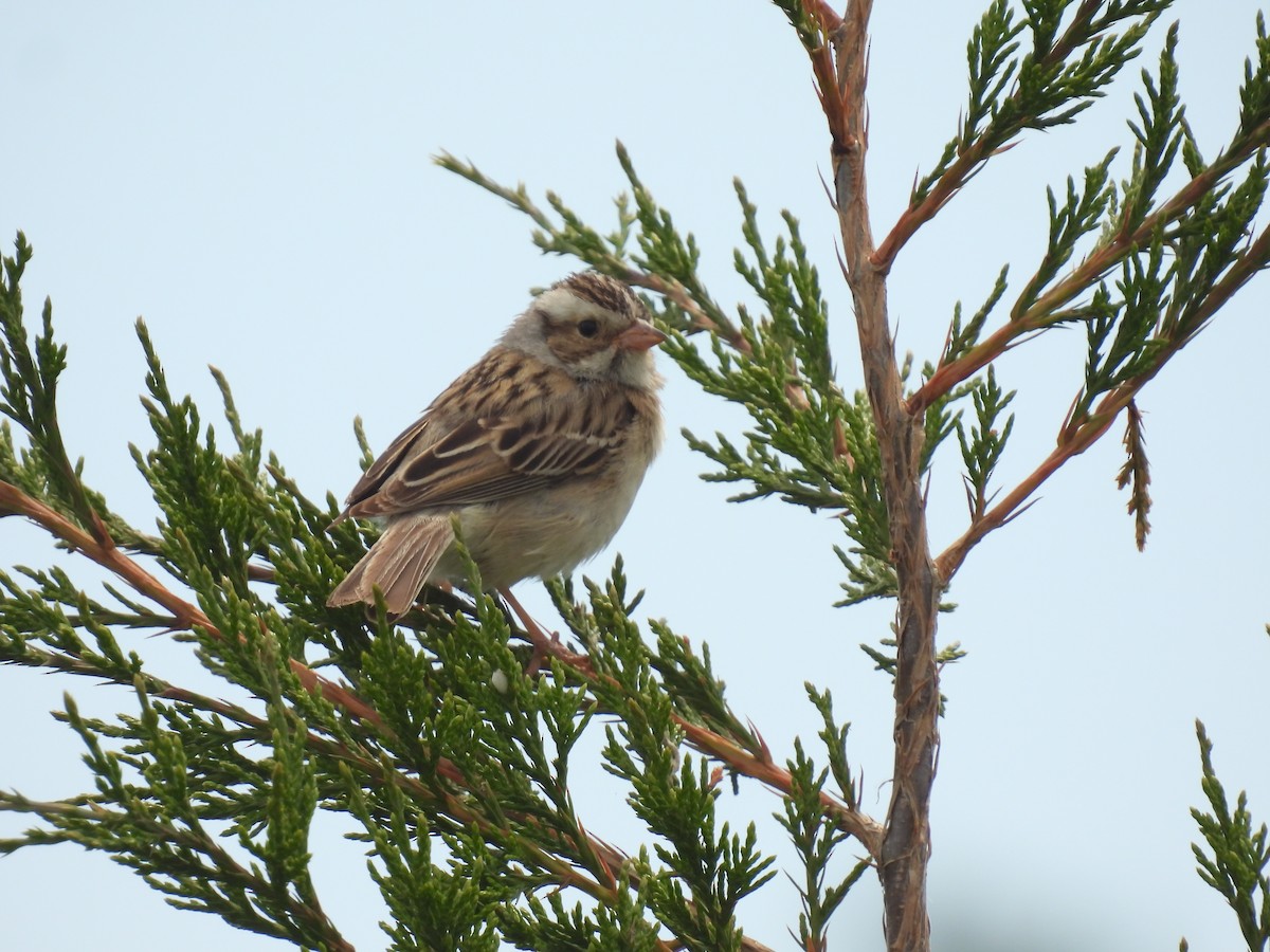 Clay-colored Sparrow - ML620423127