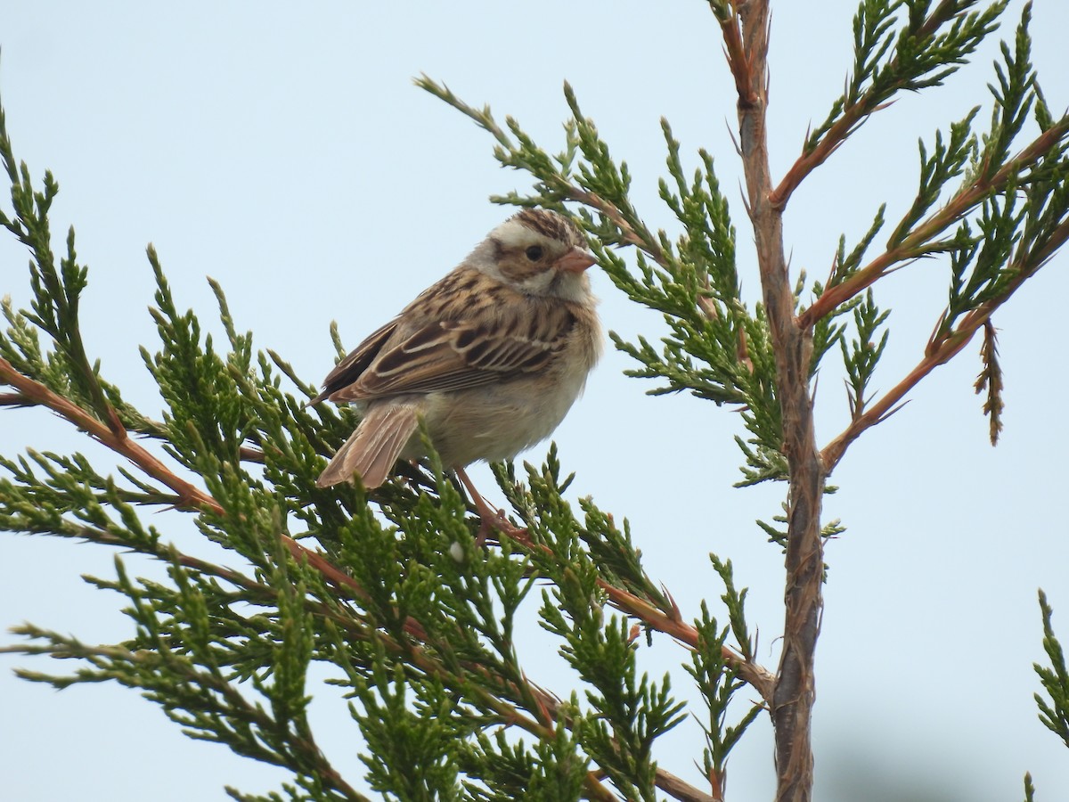 Clay-colored Sparrow - ML620423130