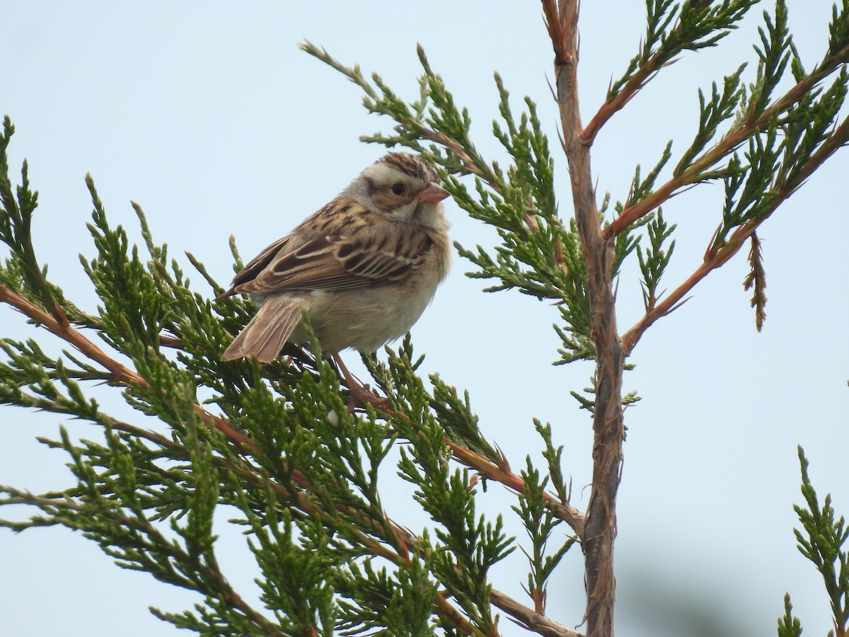 Clay-colored Sparrow - ML620423131