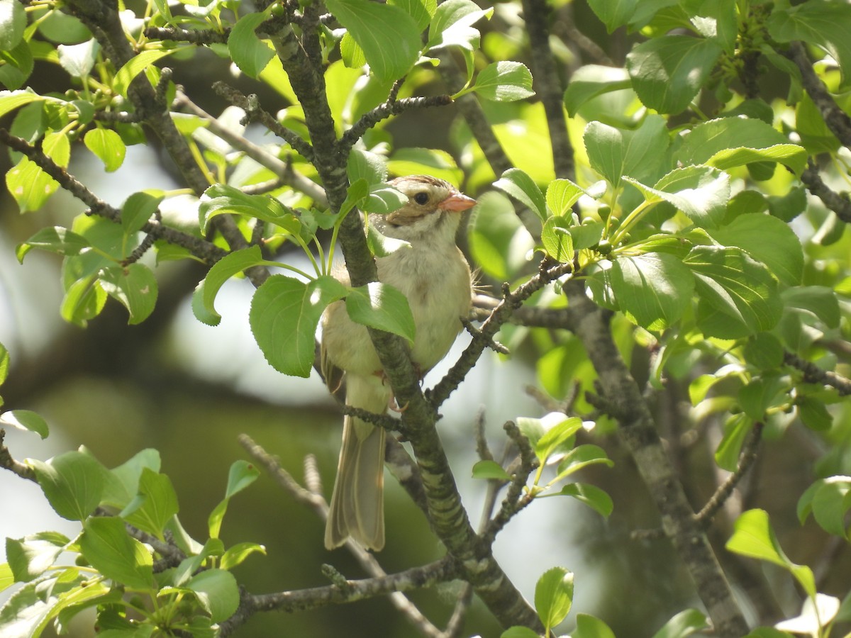 Clay-colored Sparrow - ML620423133