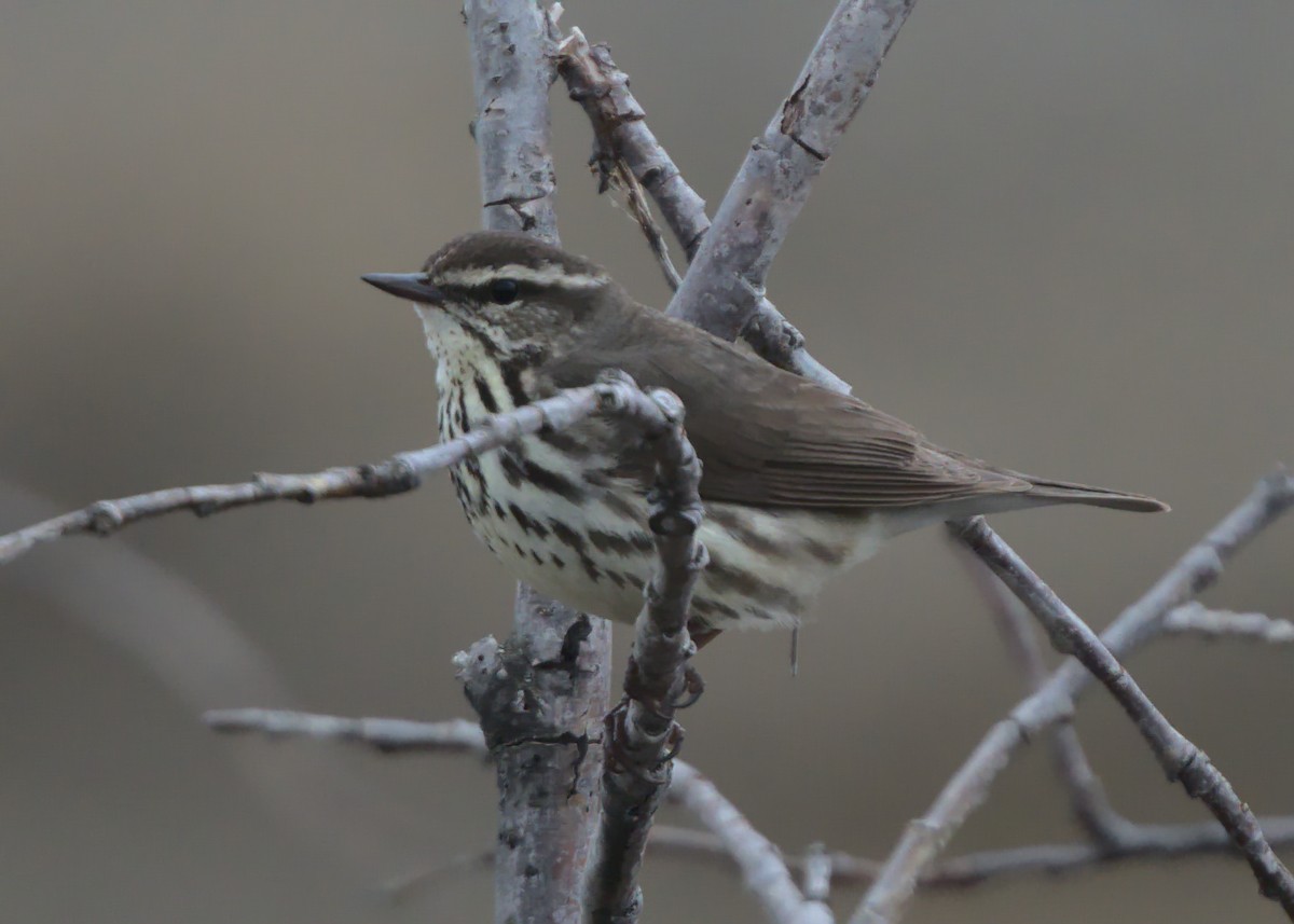 Northern Waterthrush - ML620423135