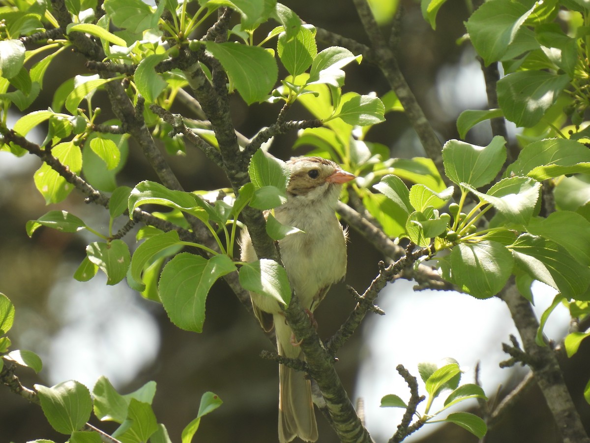 Clay-colored Sparrow - ML620423141