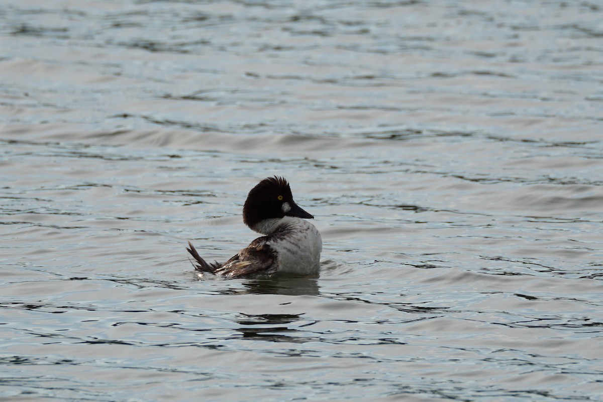 Common Goldeneye - ML620423151