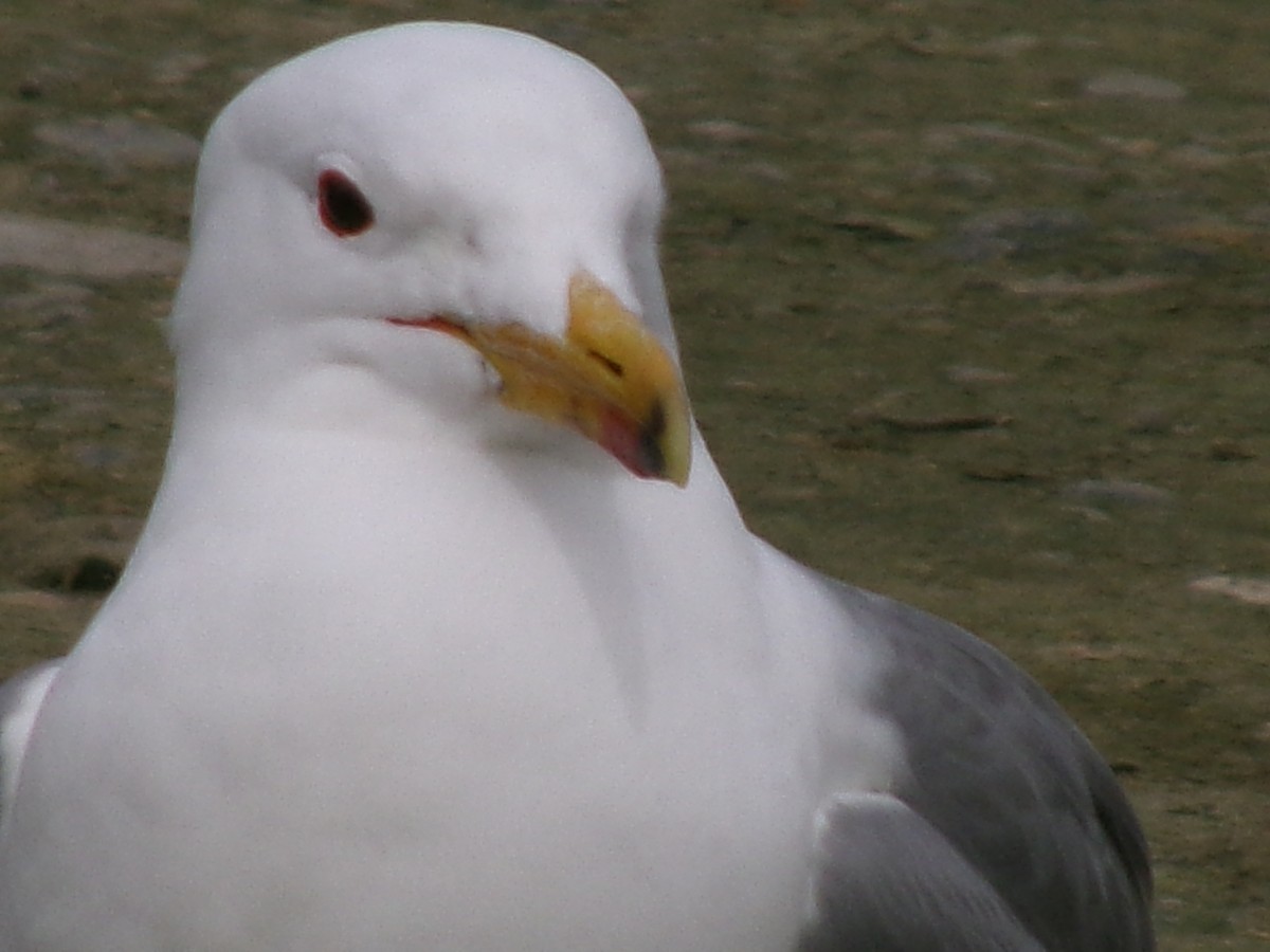 California Gull - ML620423152