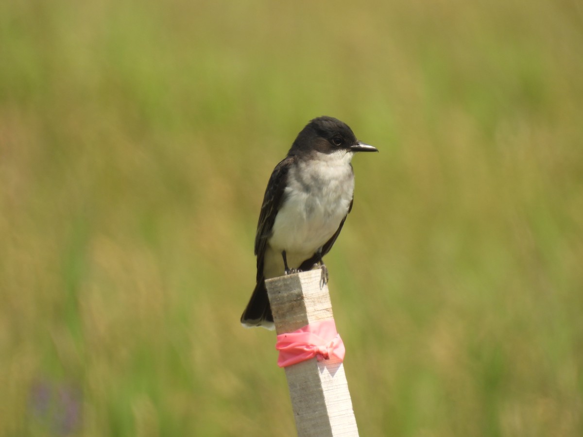 Eastern Kingbird - ML620423158