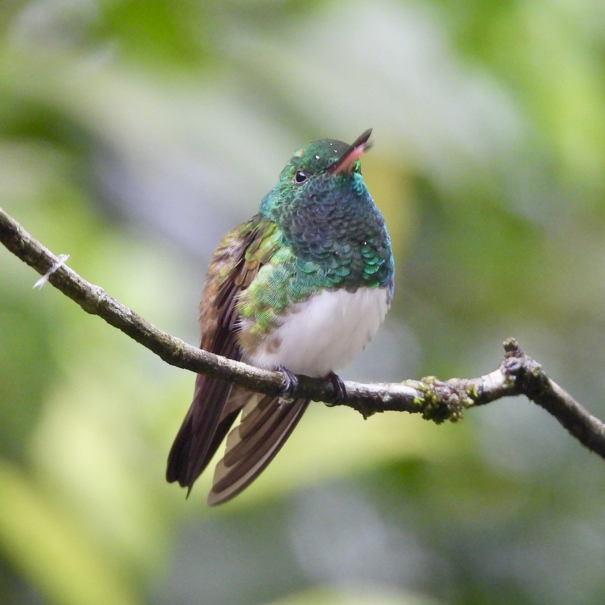 Snowy-bellied Hummingbird - ML620423160
