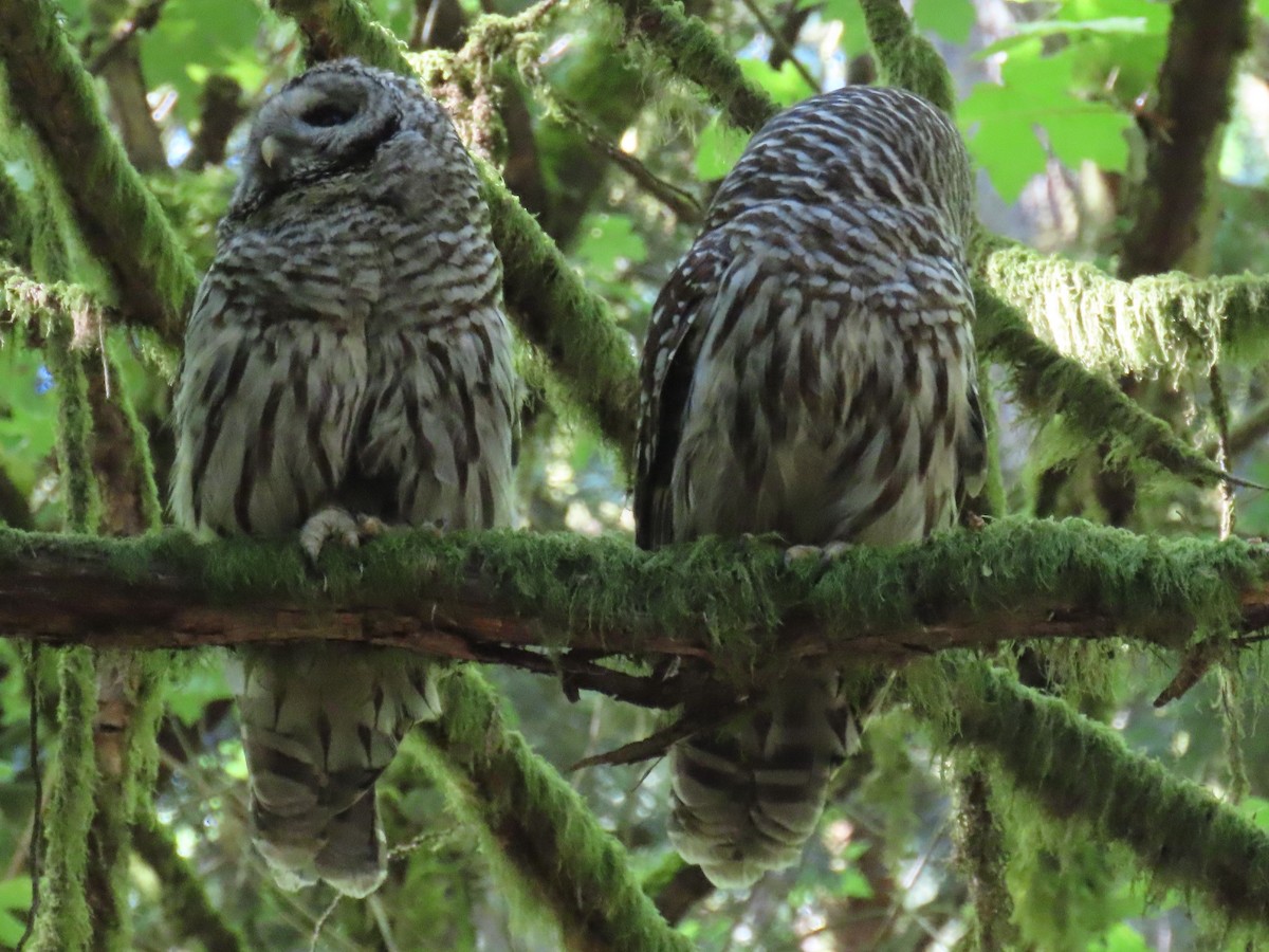 Barred Owl - ML620423165