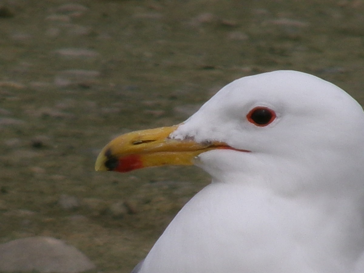 California Gull - ML620423166