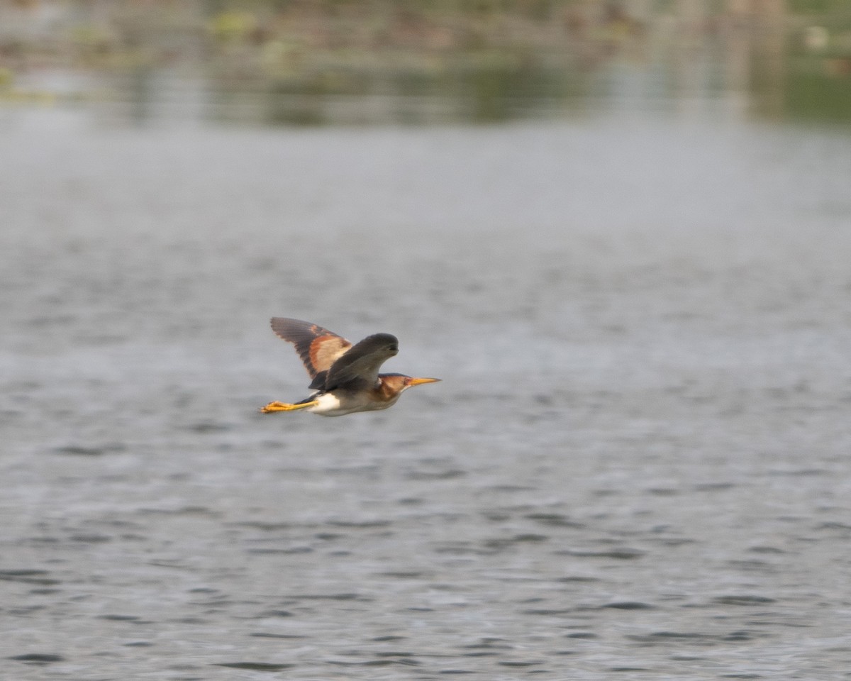 Least Bittern - ML620423168