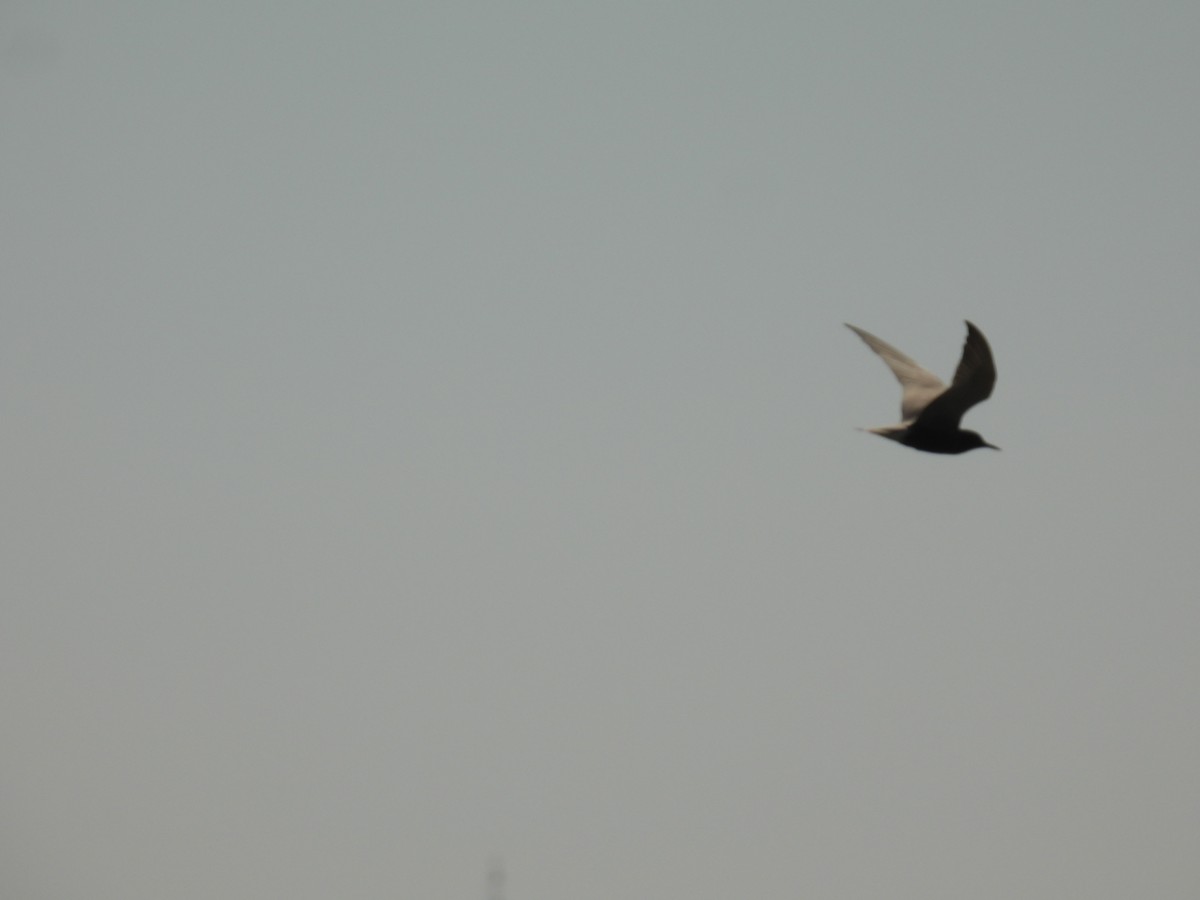 Black Tern - ML620423172