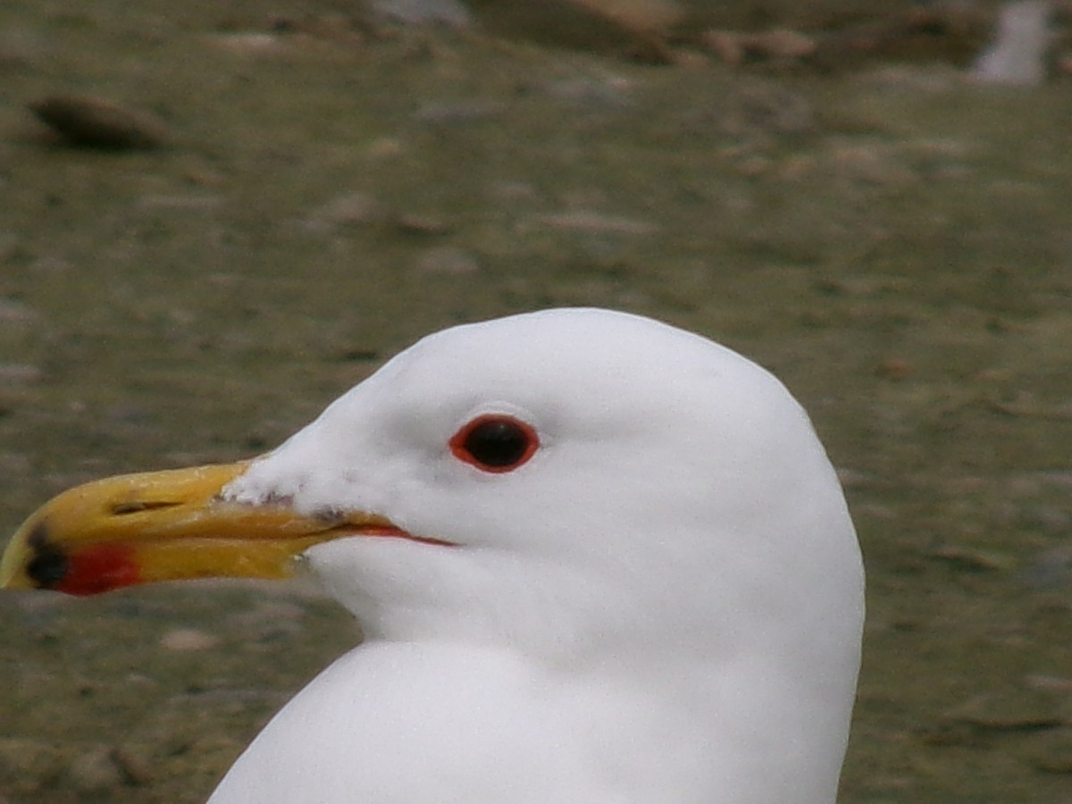 California Gull - ML620423174