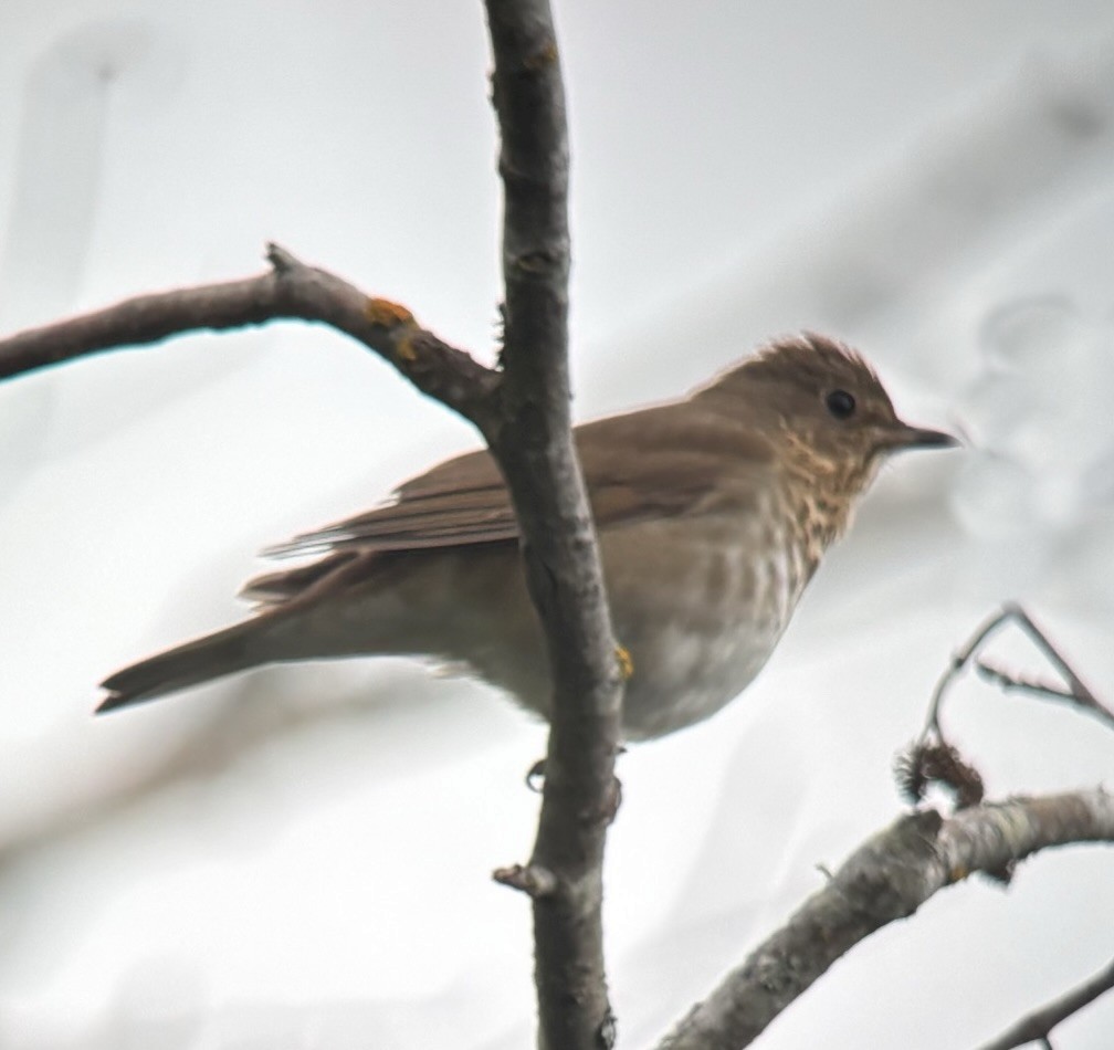 Swainson's Thrush - ML620423186