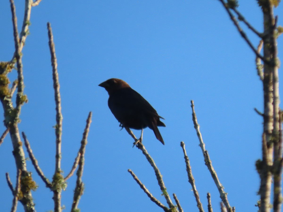 Brown-headed Cowbird - ML620423190