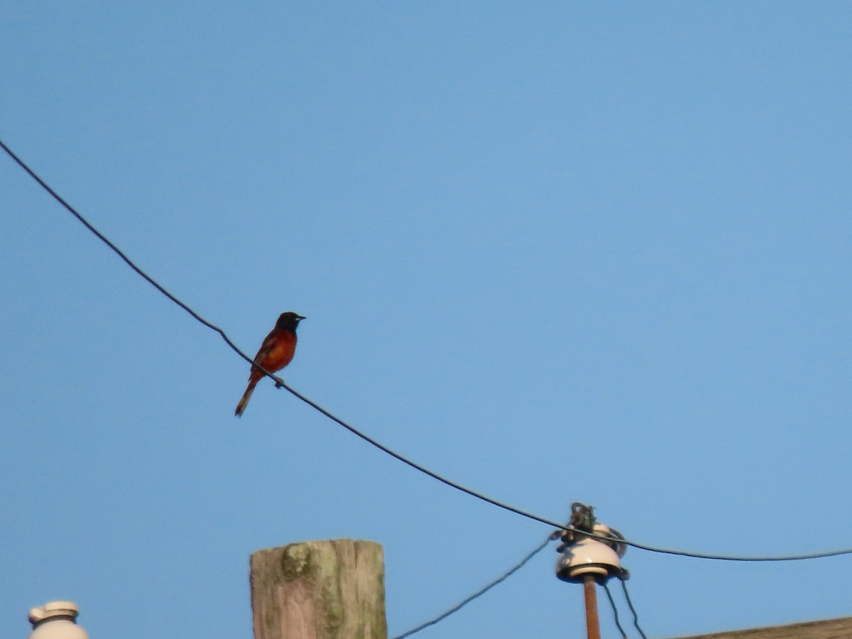 Orchard Oriole - ML620423192