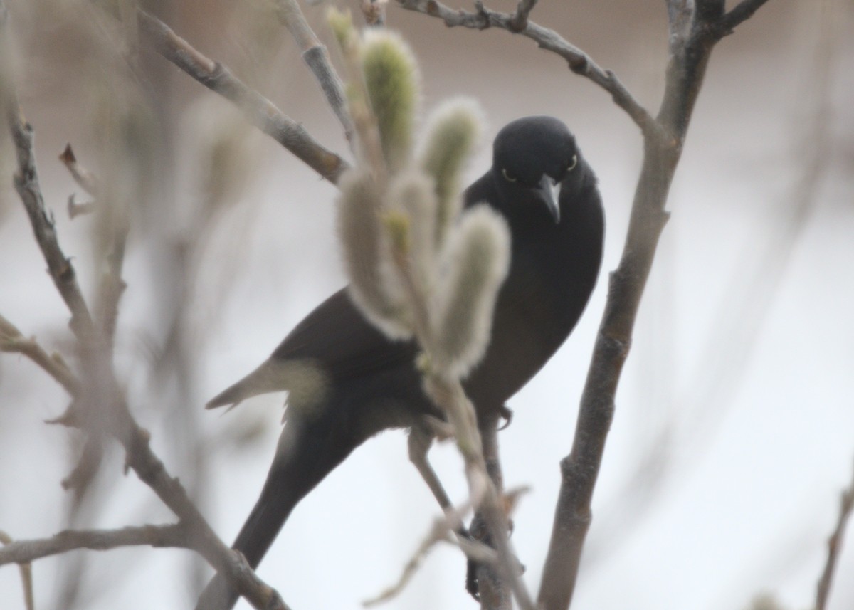 Rusty Blackbird - ML620423193