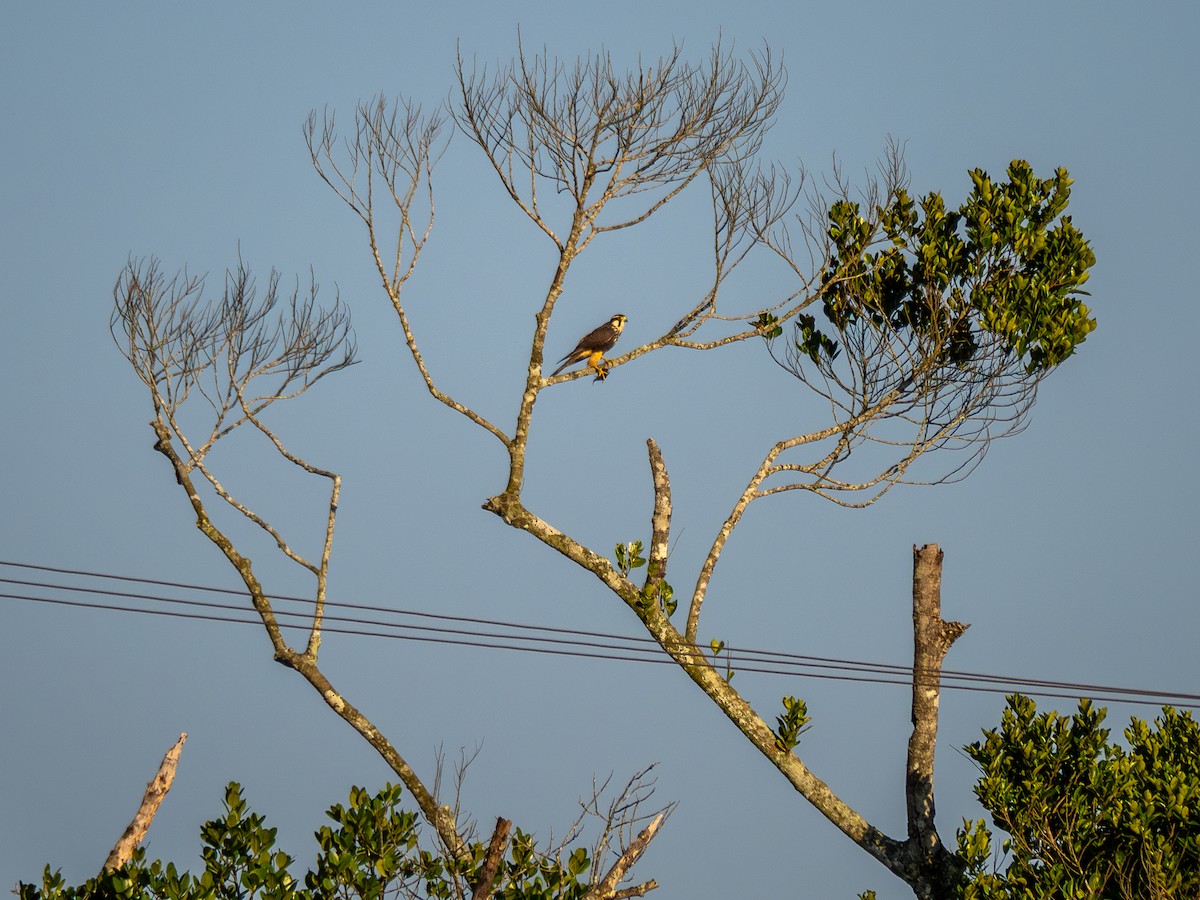 Aplomado Falcon - ML620423199