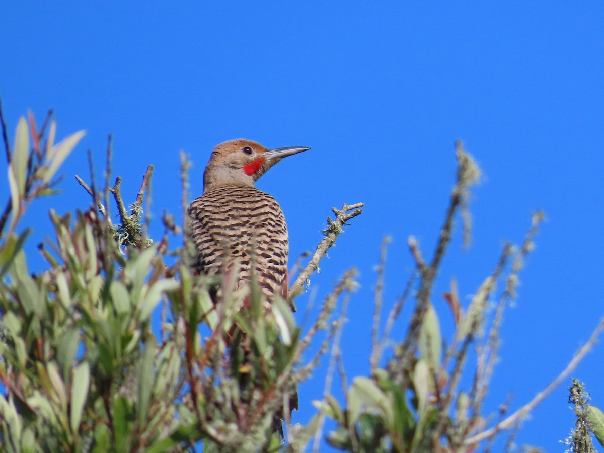 Northern Flicker (Red-shafted) - ML620423200