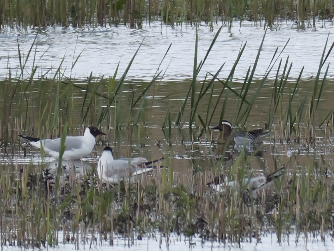 Garganey - ML620423206