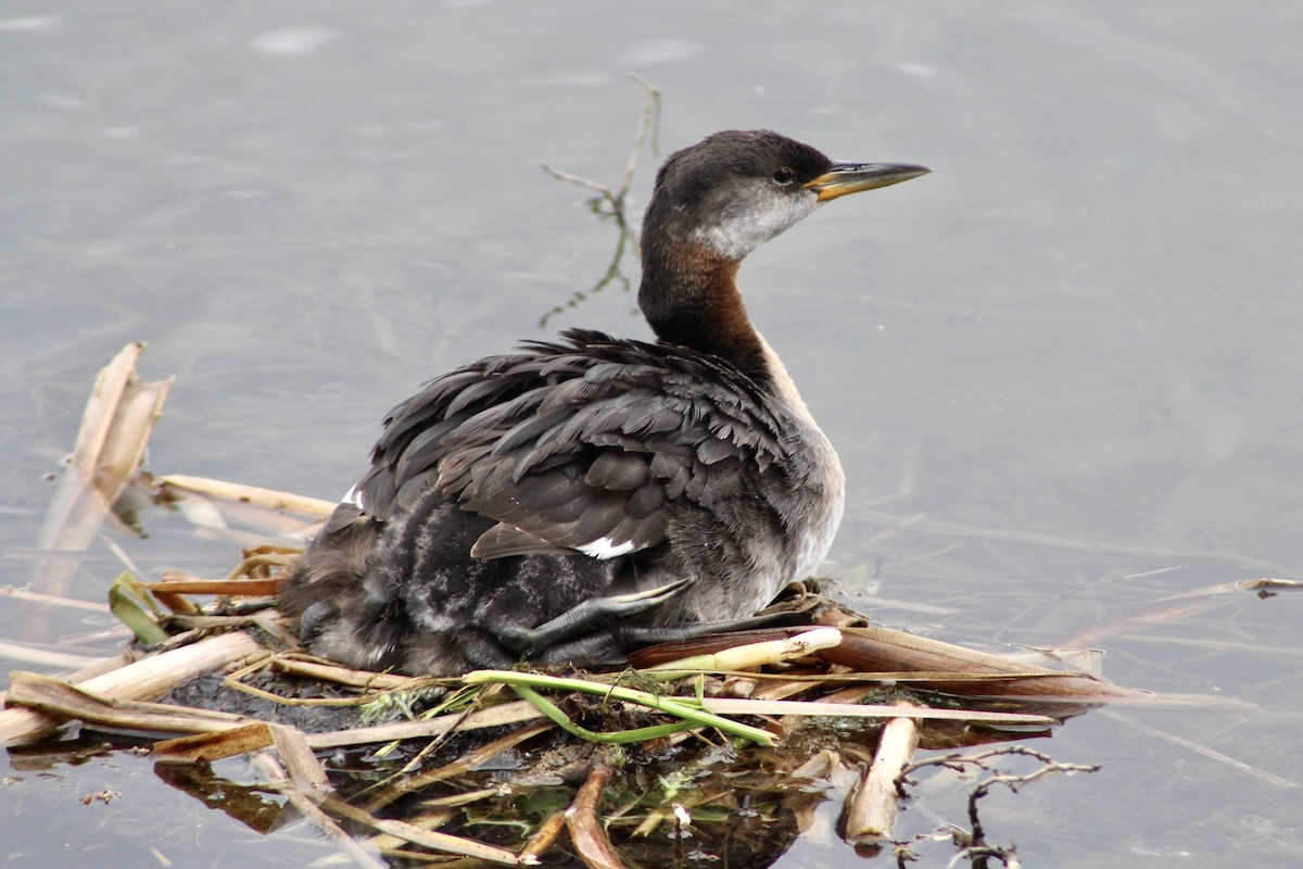 Red-necked Grebe - ML620423215