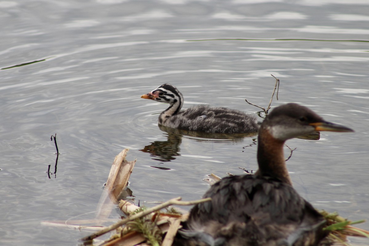 Red-necked Grebe - ML620423218