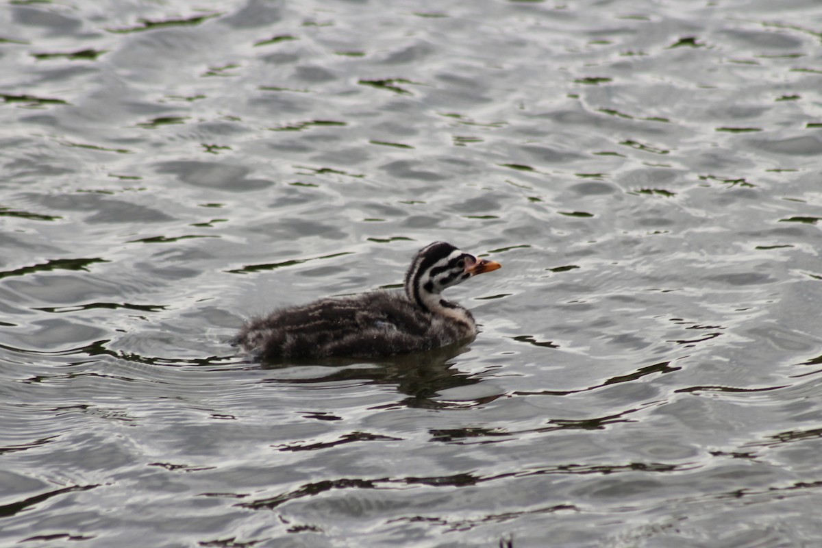 Red-necked Grebe - ML620423220