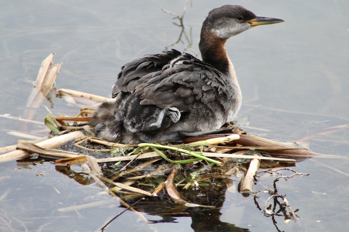 Red-necked Grebe - ML620423221