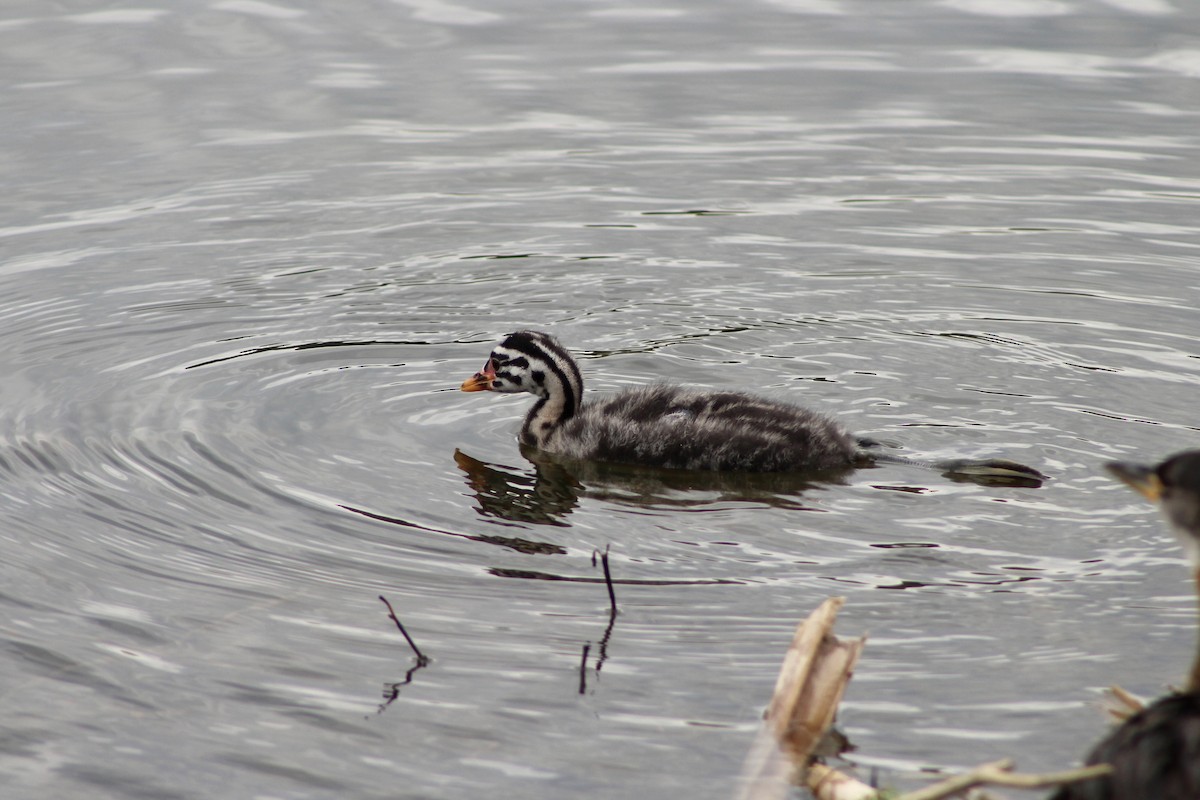 Red-necked Grebe - ML620423225