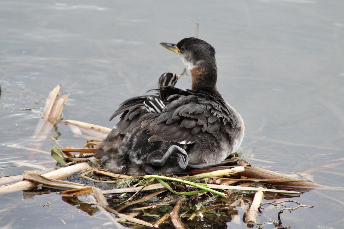 Red-necked Grebe - ML620423226