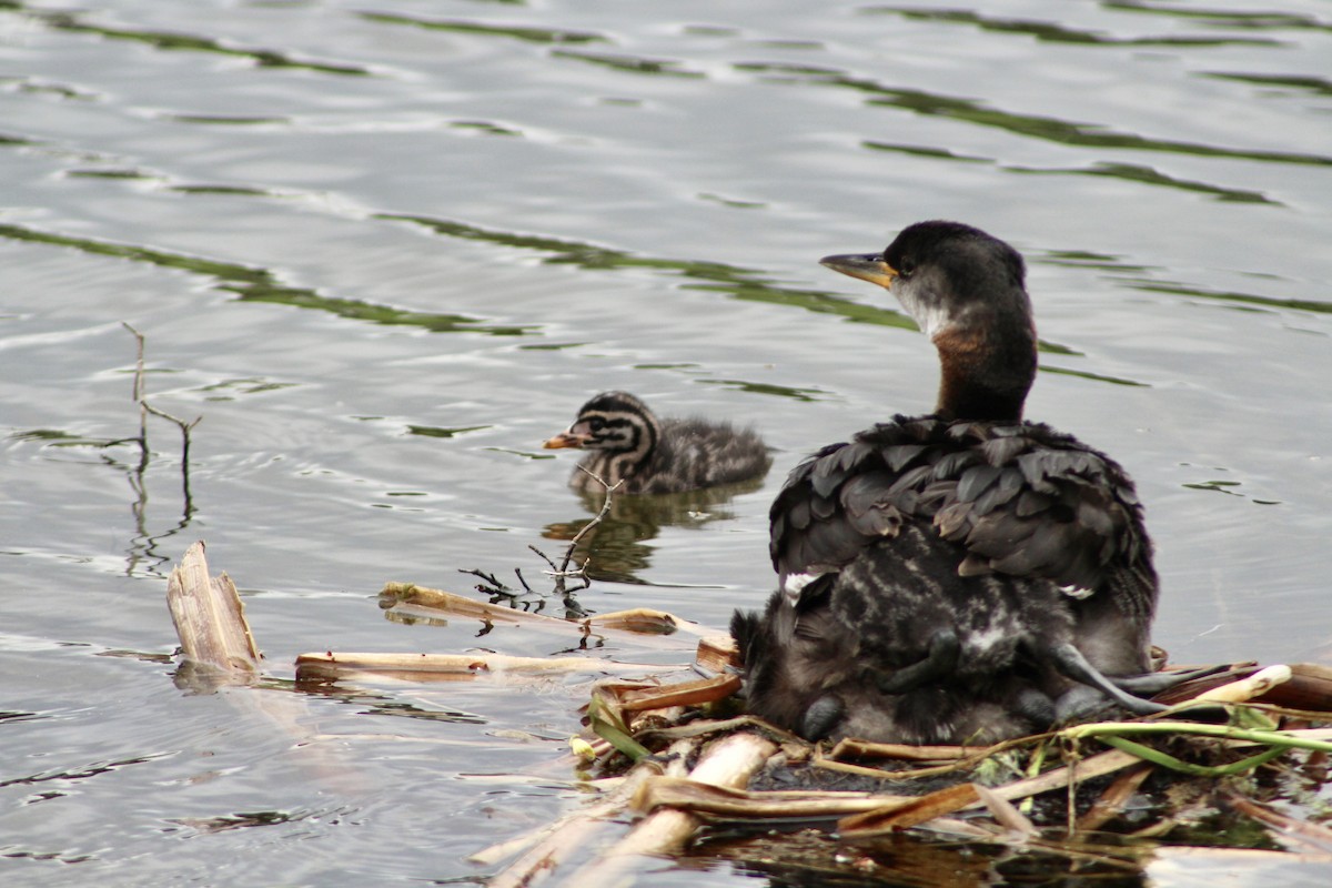 Red-necked Grebe - ML620423229