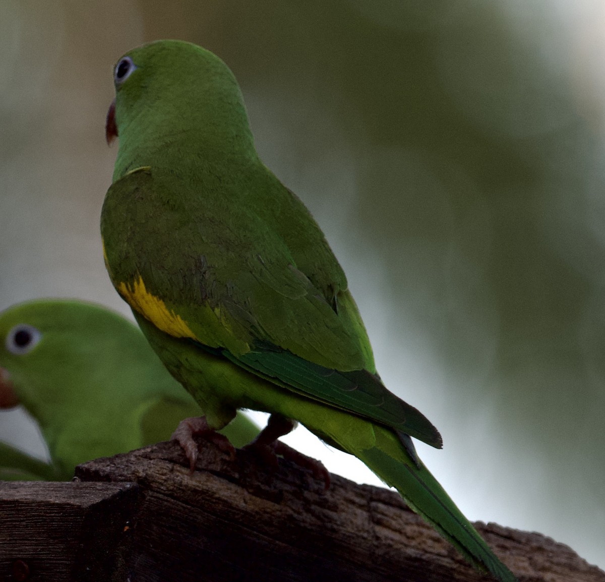 Yellow-chevroned Parakeet - ML620423231