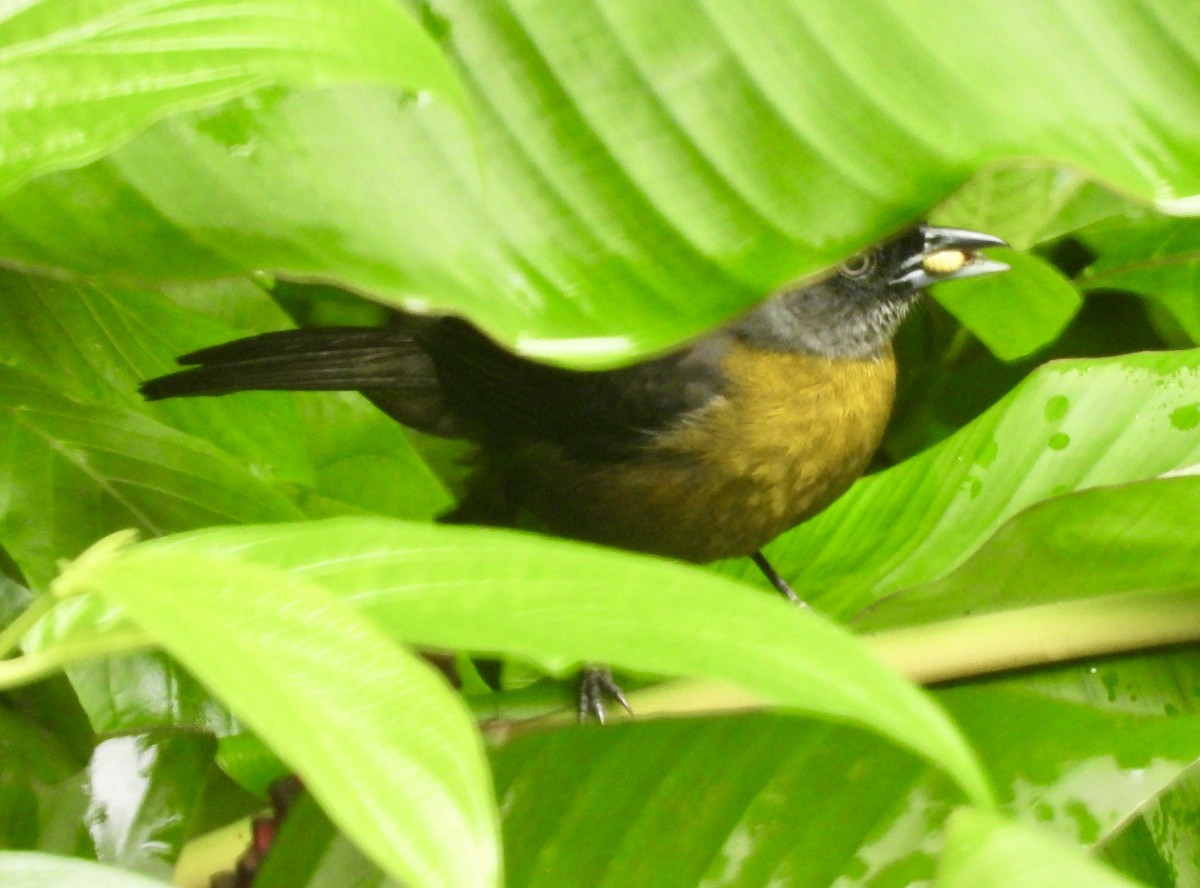 Dusky-faced Tanager - ML620423235