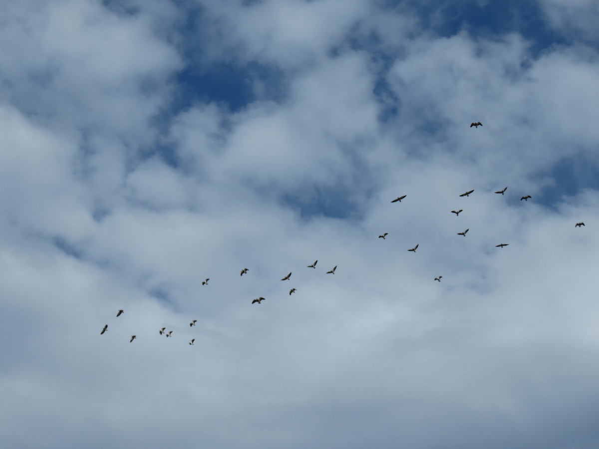 Southern Lapwing - ML620423240