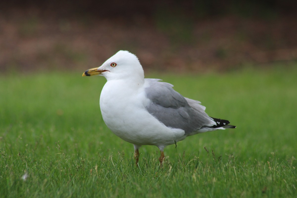 Ring-billed Gull - ML620423245